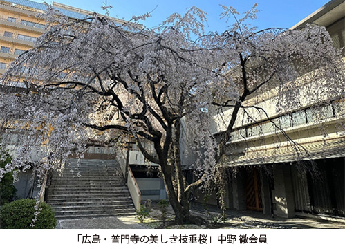 「広島・普門寺の美しき枝垂桜」中野徹会員